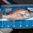 Robo Seabream